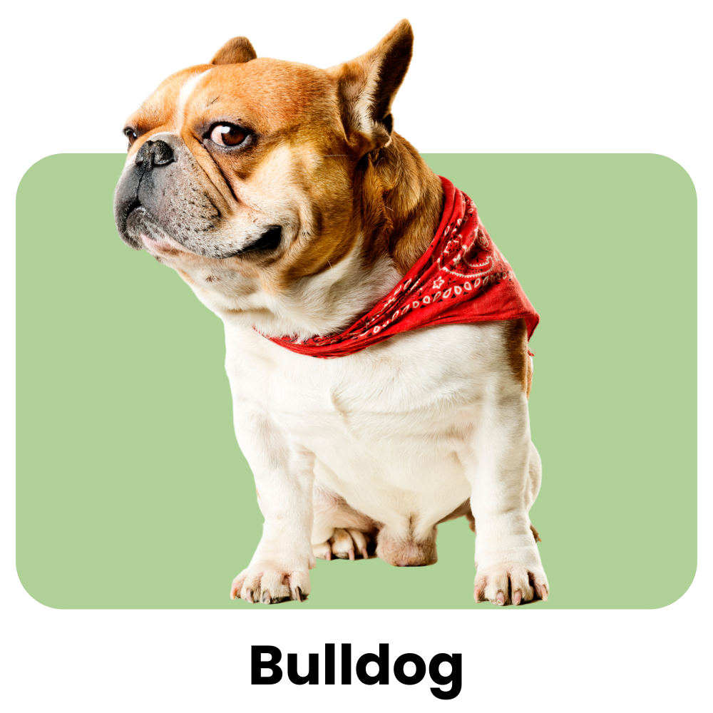 Bull-Dog