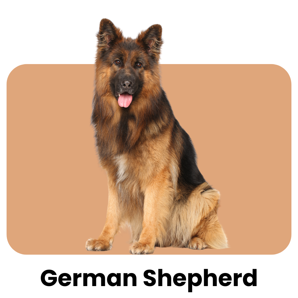 German-Shepherd