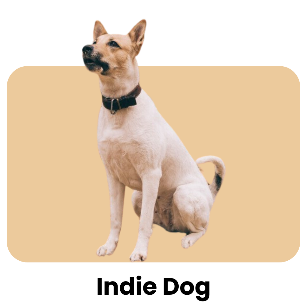 Indie-Dog