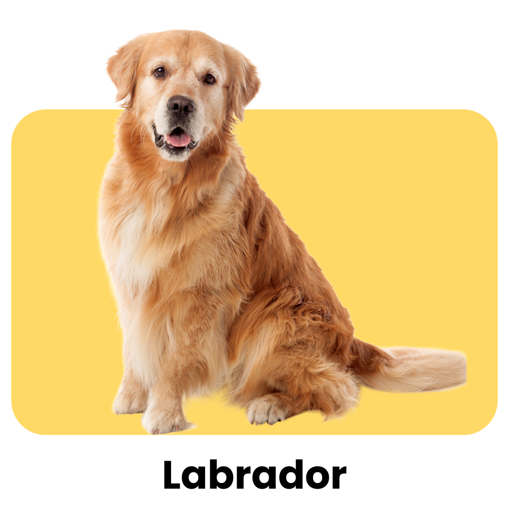 Labrador