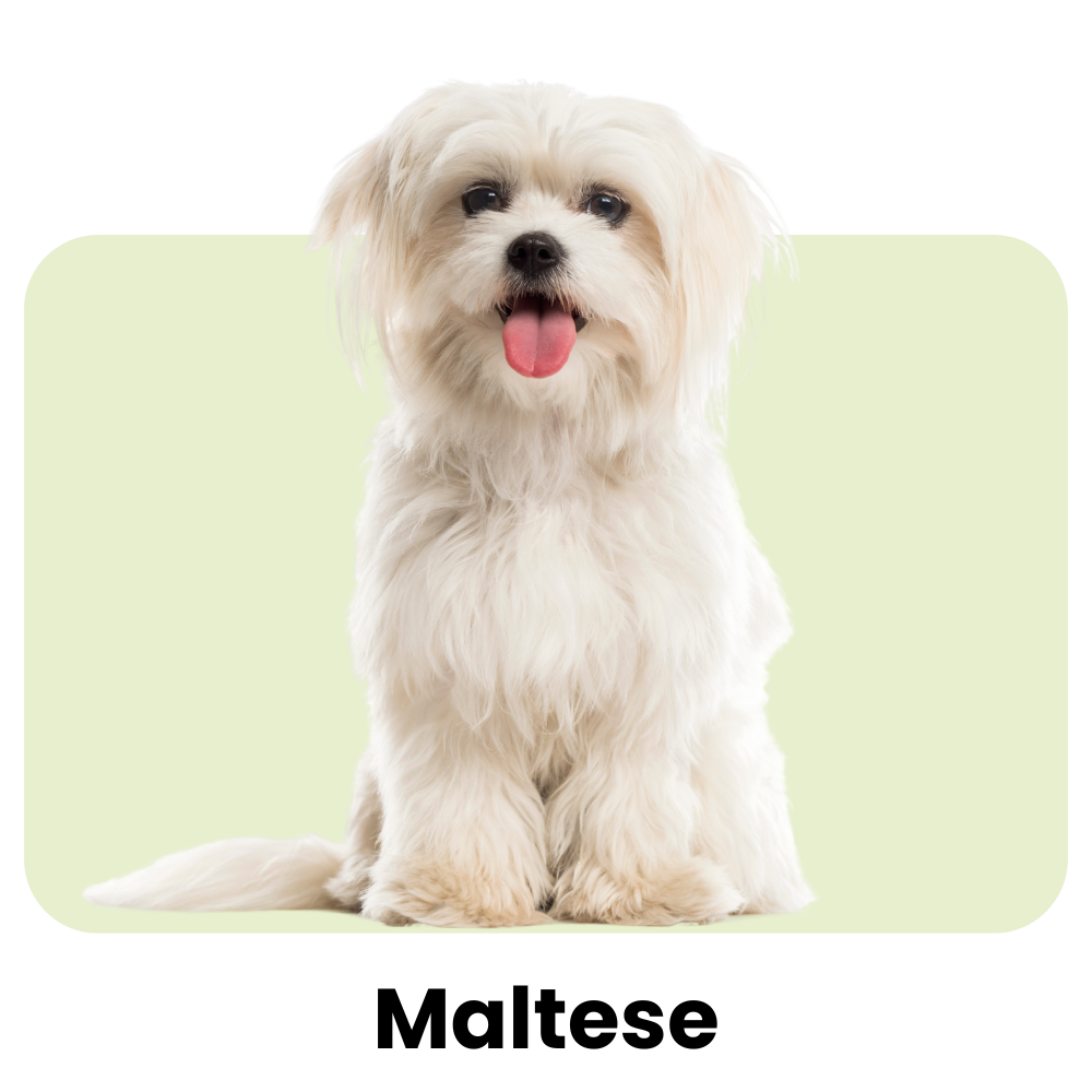 Maltese