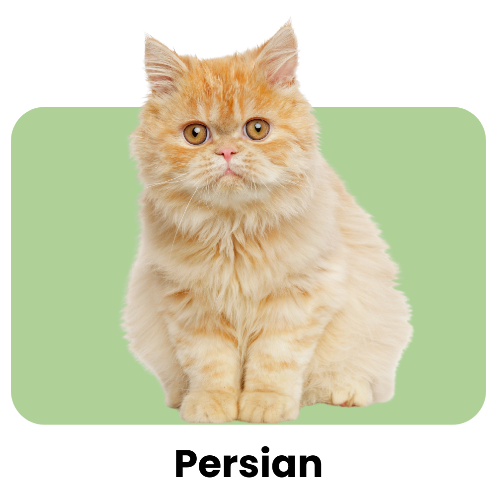 Persian